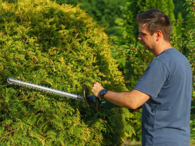 Professional hedge trimming creating neat straight lines on garden hedge