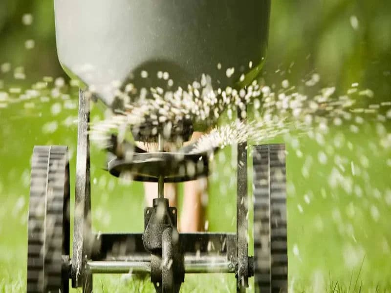 Spreading fertilizer on a lawn to promote healthy green grass growth