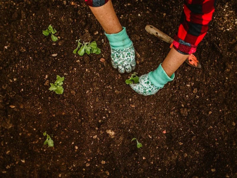 Planting colorful flowers and shrubs in a well-prepared garden bed