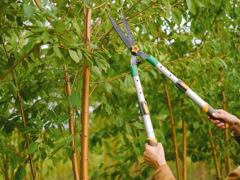 Expert shrub pruning to encourage healthy growth and flowering