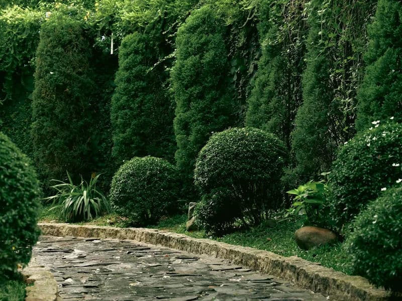 Decorative topiary shrubs shaped into artistic geometric forms